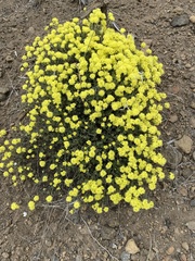 Eriogonum douglasii