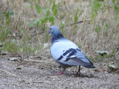 Columba livia