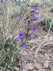 Penstemon euglaucus