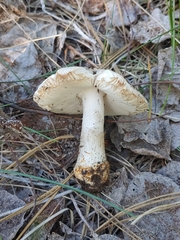 Amanita populiphila