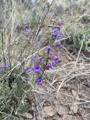 Penstemon euglaucus