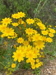 Blackstonia grandiflora