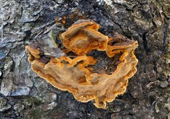 Phellinus chrysoloma