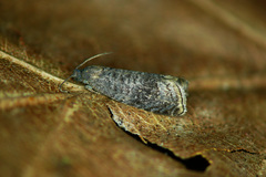 Grapholita funebrana