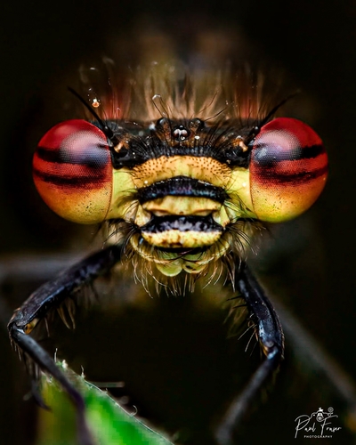 Large Red Damselfly, photo 2 of 10