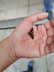 Virbia medarda