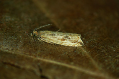 Bactra lancealana