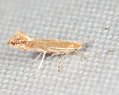 Cameraria conglomeratella