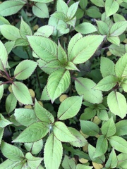 Impatiens glandulifera