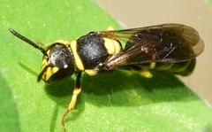 Hylaeus pictus