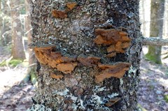 Phellinus chrysoloma