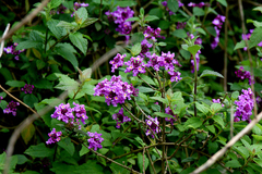 Lantana fucata