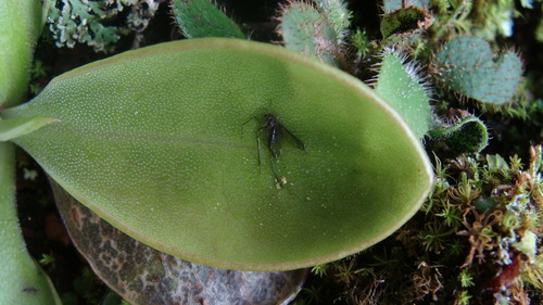 Pinguicula moranensis