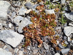 Epilobium tasmanicum