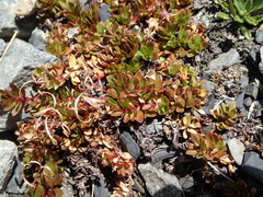 Epilobium tasmanicum