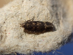 Bryotropha domestica