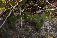 Ribes viscosissimum