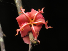 Spirotheca rosea