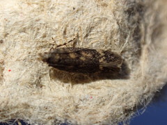 Bryotropha domestica