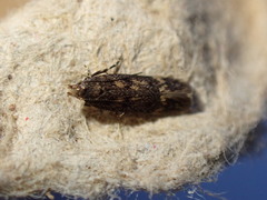 Bryotropha domestica