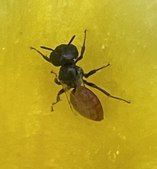 Macrotera