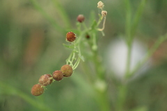 Helenium thurberi