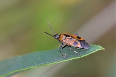 Deraeocoris punctum