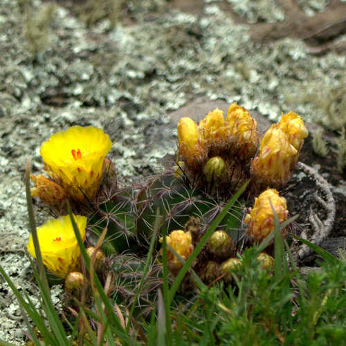 Parodia linkii