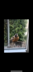 Turdus migratorius