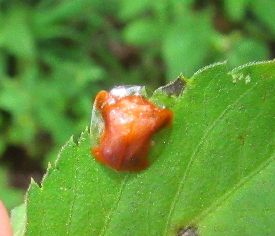 Charidotella rubicunda