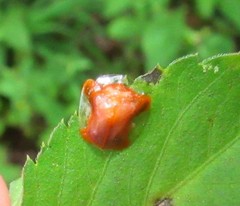 Charidotella rubicunda