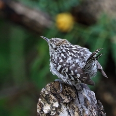 Campylorhynchus nuchalis