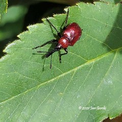Merhynchites bicolor