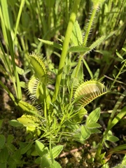 Dionaea