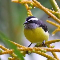 Coereba flaveola