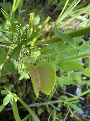 Dionaea