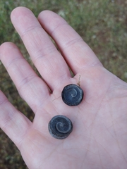 Medicago orbicularis