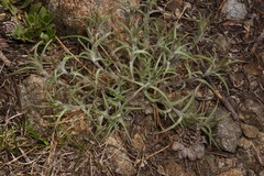 Castilleja arachnoidea