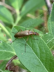 Cephaloon lepturides