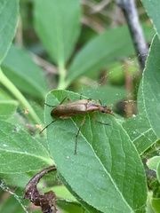 Cephaloon lepturides
