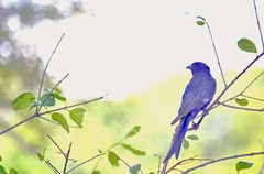 Dicrurus adsimilis fugax