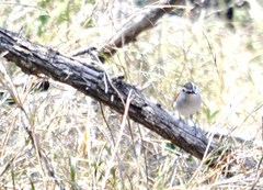 Tchagra australis
