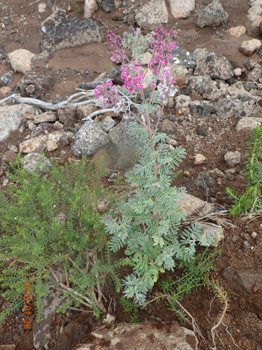 Image of Lessertia perennans by no rights reserved