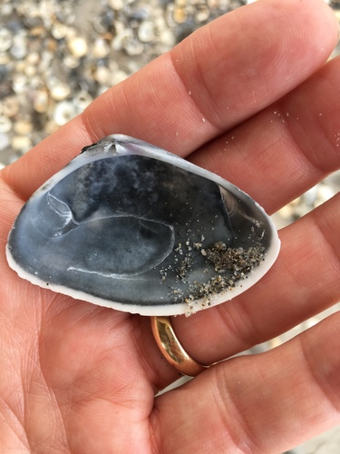 Giant Coquina Clam