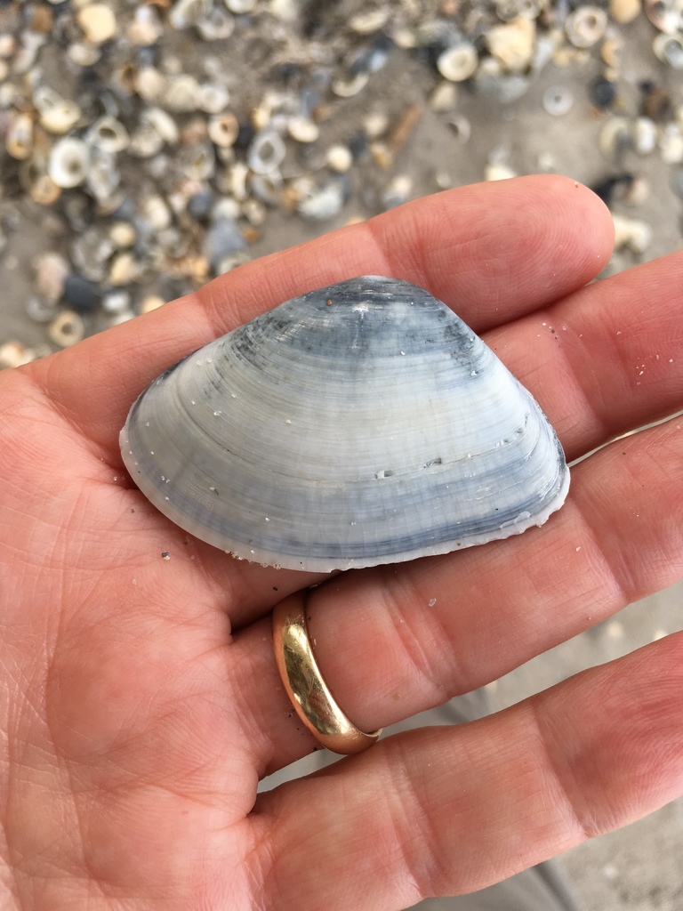 Giant Coquina Clam
