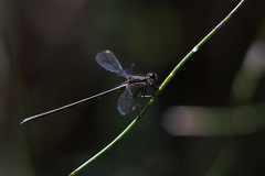 Miniargiolestes minimus