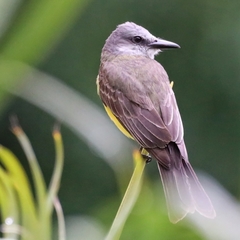 Tyrannus melancholicus