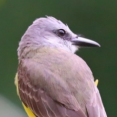 Tyrannus melancholicus