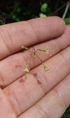 Commicarpus scandens