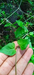 Commicarpus scandens